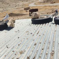 کبوتر