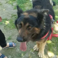 سگ ژرمن نگهبان باهوش