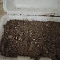 فروش حلزون برای پوست