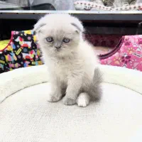 جشنواره گربه مدادرنگی