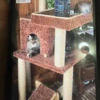مارک جوانیت