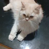 بریتیش زیبا