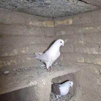 کفتر ب شرط