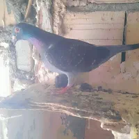 کفتر المانی