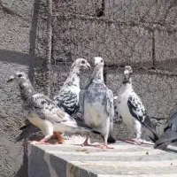 کفتر|پرنده|شیراز, مسلم|دیوار