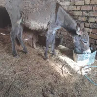 کره الاغ گلی وشیر خر