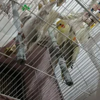 عروس هلندی دستی سخنگو تخم گذار
