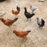 مرغ و خروس سبرایت برهما لاری جوجه