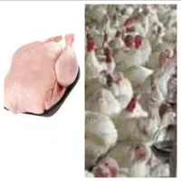 فروش بوقلمون سفید گوشتی در سراب