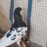 یال سیاه ماده