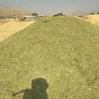 یونجه