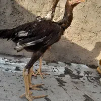 خروس لاری