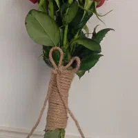 گل رز هلندی