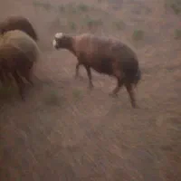 یه راس گوسفند ویه راس نر بز