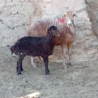 میش بره دار