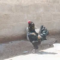 فروش ۱۰ خروس