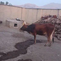 گاو و گوساله محلی