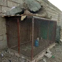 سوراخ کفتر و کفتر