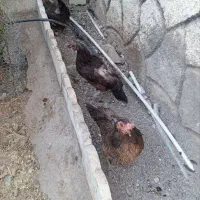 9عدد مرغ تخم گذار محلی فقط پرریزی کردن