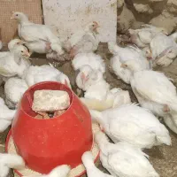 مرغ گوشتی
