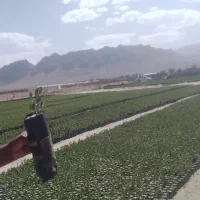 نهال پسته امسالی و نهال بنه کوهی