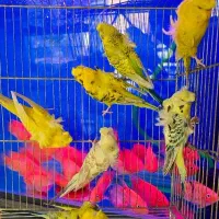 مرغ عشق انگلیسی و پروانه ای رینبو رنگ خاص