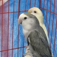 طوطی کوتوله برزیلی جفت