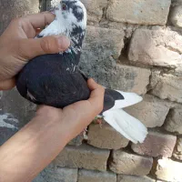 کبوتر|پرنده|خمین, |دیوار