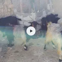 بز با کهره