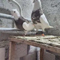 دو جفت طوقی و سرخ