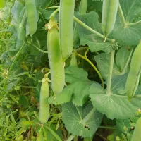 نخود فرنگی سبز درجه یک