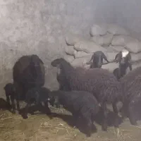 شیشک‌بره دار