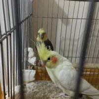 عروس هلندی با تخم