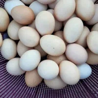 تخم مرغ محلی