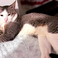 واگذاری گربه نر دی اس اچ یکساله
