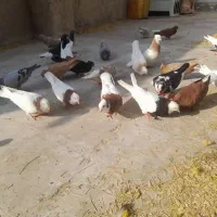 کبوتر