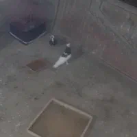 کبوتر ساده و دوکَت