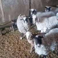قوچ لاکن  ۸ ماهه