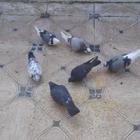 کبوتر|پرنده|سیرجان, |دیوار