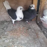 کفتر|پرنده|قنوات, |دیوار