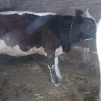 سه عددگوساله