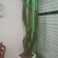 کاکتوس سرئوس پیچ