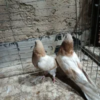 فروش کبوتر