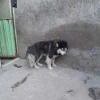 سگ هاسکی اصیل