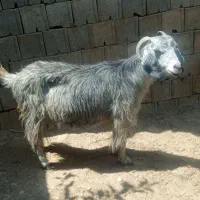 بز برا قصابی