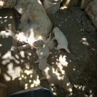 توله پاکوتا سالم وخوشگل