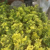 شمشاد|خدمات باغبانی و درختکاری|چابکسر, |دیوار