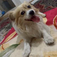 سگ نژاد پامرین