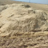 کاه گندم 80تن