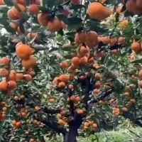 رشد  ۳  برابری محصول  در کمتراز   ۳۰  روز